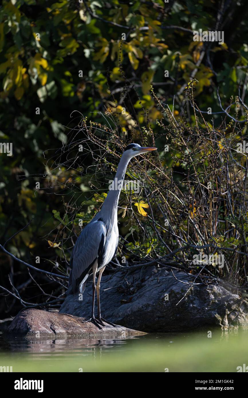 Le héron gris (Ardea cinerea) au-dessus d'une pierre dans l'eau Banque D'Images