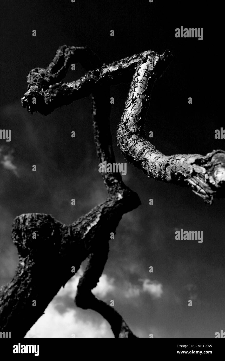 Une photo noir et blanc d'un prune avec son tronc tournant comme un dragon Banque D'Images