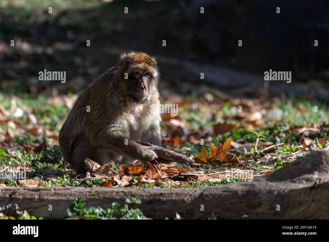 Le singe de Barbarie ramasse les feuilles sèches Banque D'Images