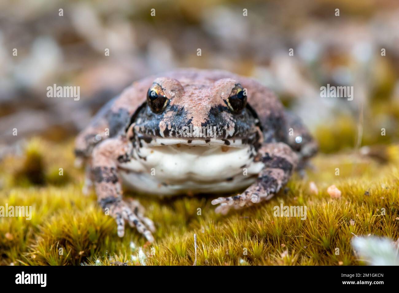 Photographie frontale d'une grenouille natale (Tomopterna natalensis) Banque D'Images