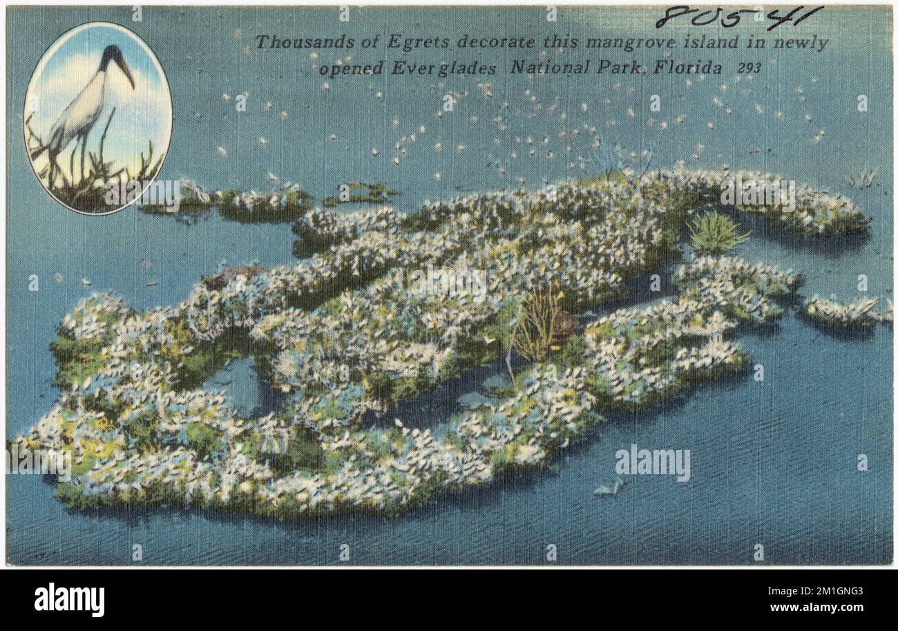 Des milliers d'aigrettes décorent l'île de mangrove dans le parc national des Everglades, Floride, Collection Tichnor Brothers, cartes postales des États-Unis Banque D'Images