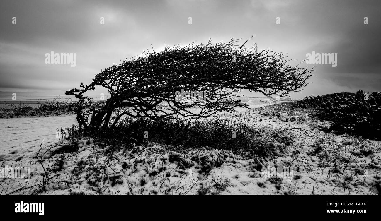 Un arbre solitaire plié par le vent dans les South Downs enneigés près de Beachy Head Banque D'Images