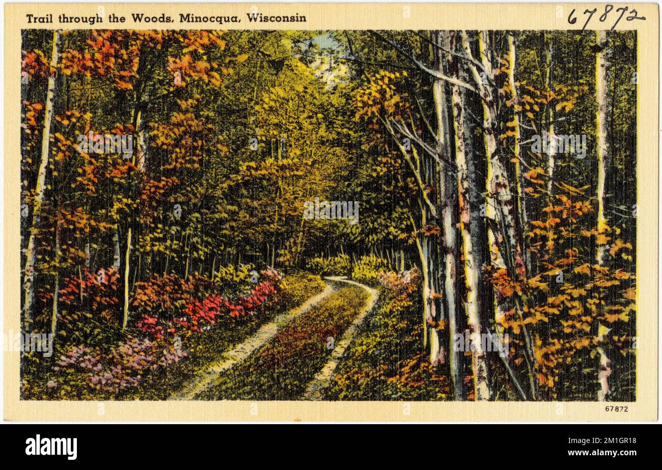 Sentier à travers les bois, Minocqua, Wisconsin, Tichnor Brothers Collection, cartes postales des États-Unis Banque D'Images