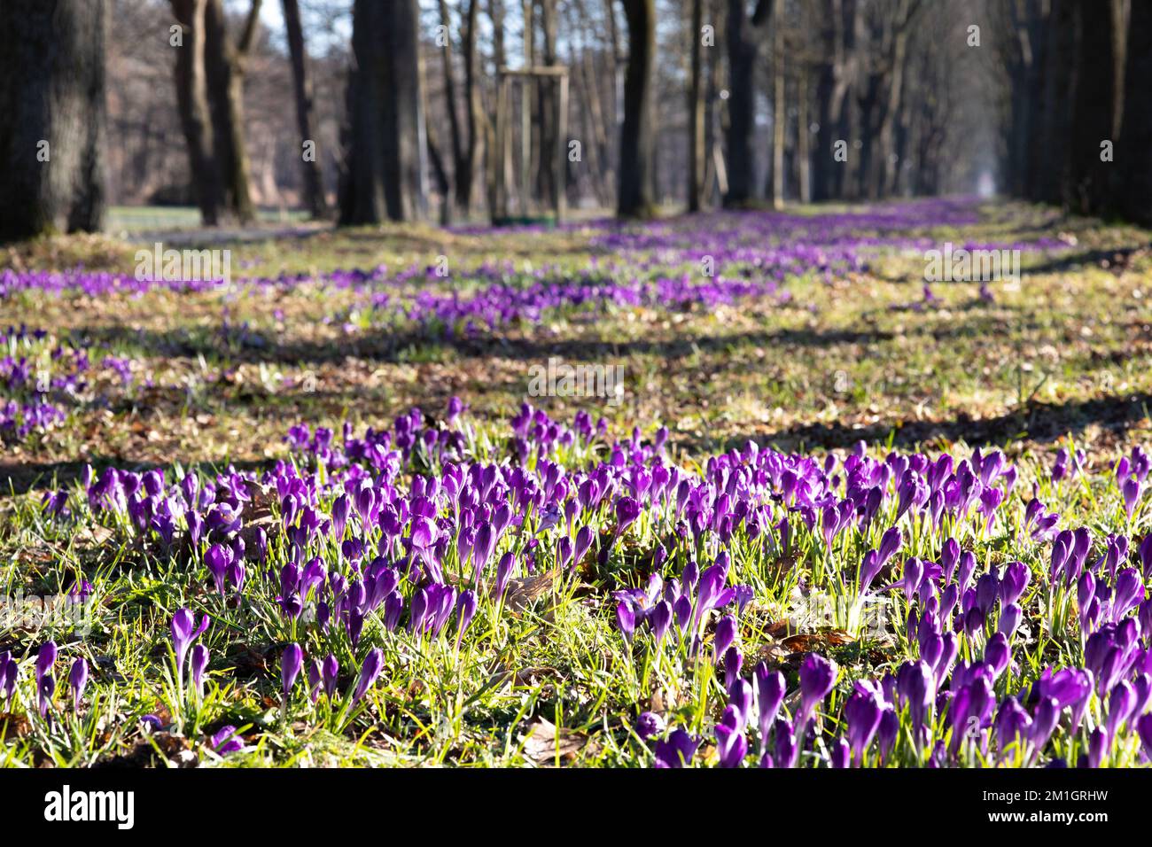 champ fleuri de crocus dans le jardin public, le matin ensoleillé au printemps Banque D'Images