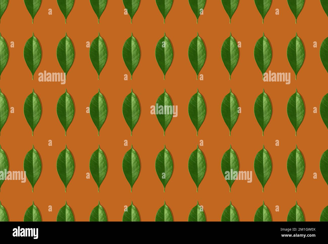 Motif original sans couture de feuilles vertes sur fond orange. Design créatif avec pose à plat. Vue de dessus. Maquette. Banque D'Images