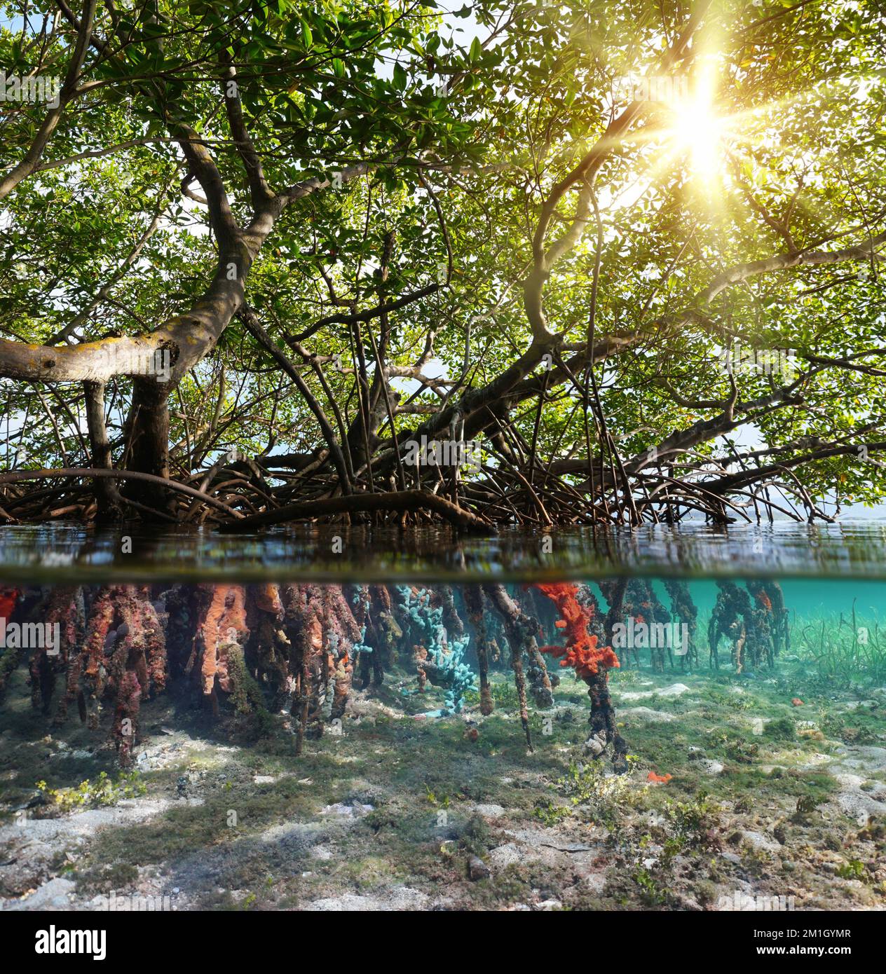 Mangrove feuillage avec lumière du soleil et racines sous l'eau, vue partagée sur et sous la surface de l'eau, mer des Caraïbes, Amérique centrale Banque D'Images