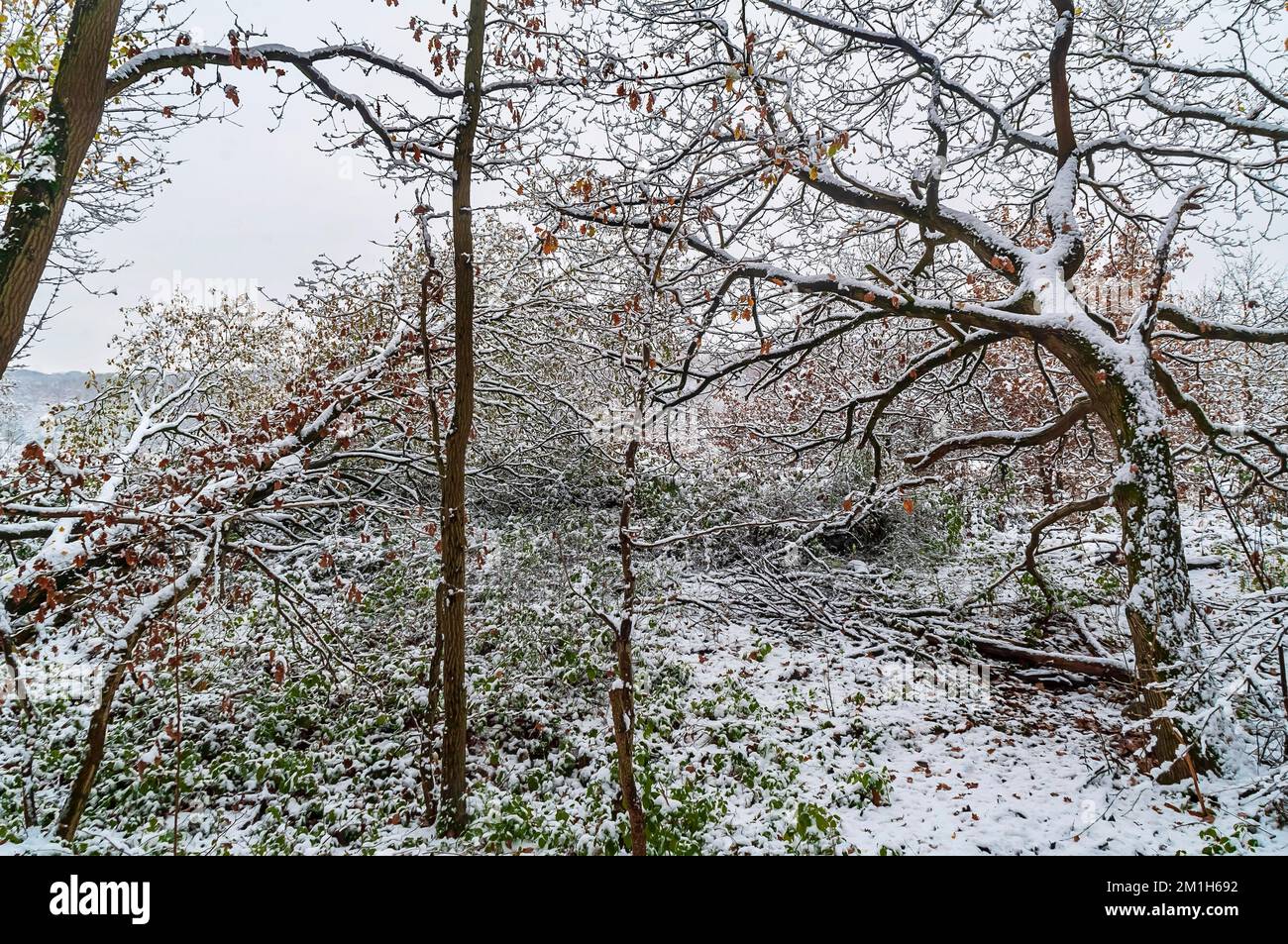 Scène de paysage d'hiver complexe avec de la neige fraîche sur des arbres nus à Leeshall Wood, dans la vallée de Gleadless, Sheffield, Royaume-Uni. Banque D'Images
