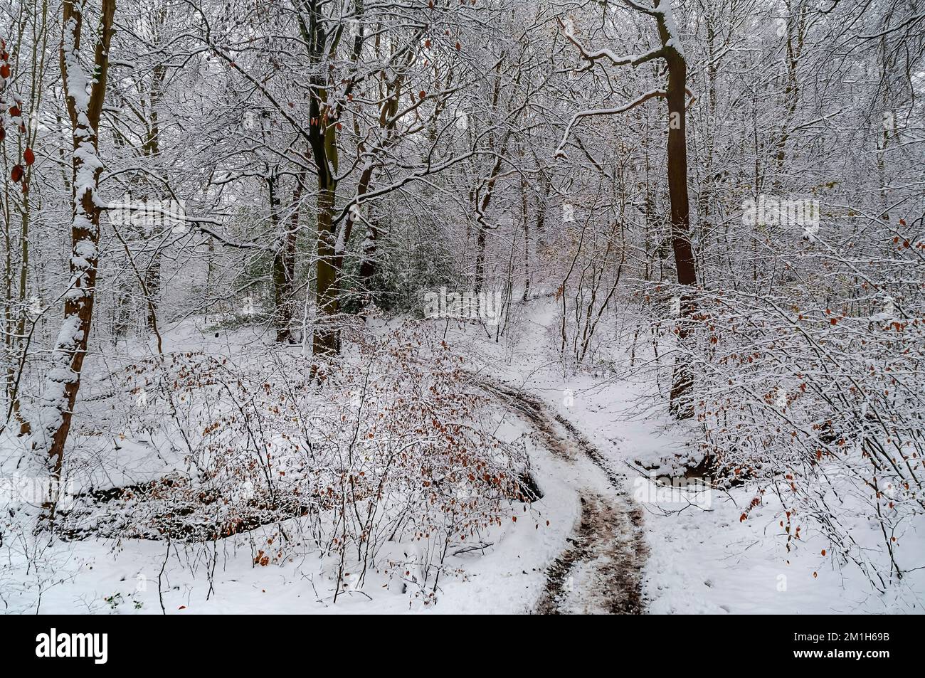 Paysage d'hiver complexe avec de la neige fraîche sur des arbres nus à Rollestone Wood, dans la vallée de Gleadless, Sheffield, Royaume-Uni. Banque D'Images