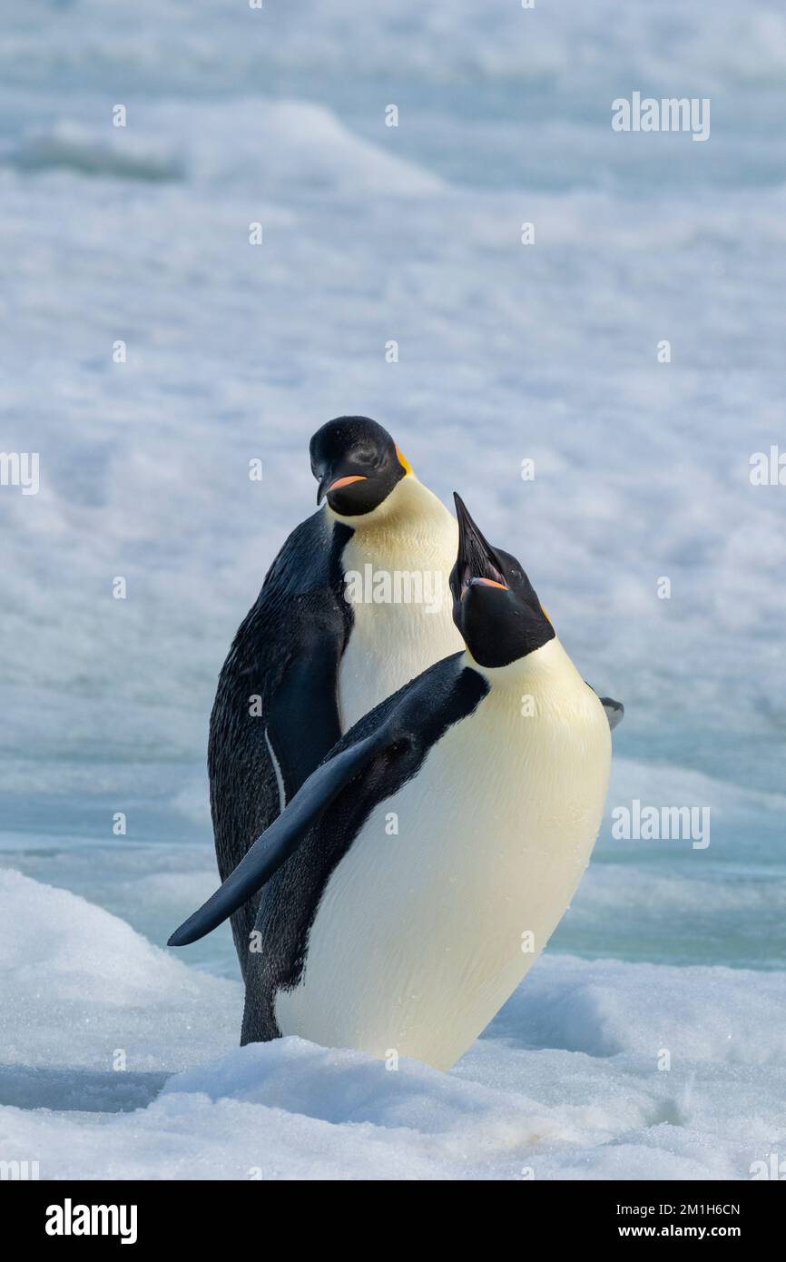 Antarctique, mer de Weddell, île de Snow Hill, colonie de Snow Hill. Pingouins d'empereur (Aptenodytes fosteri) Banque D'Images