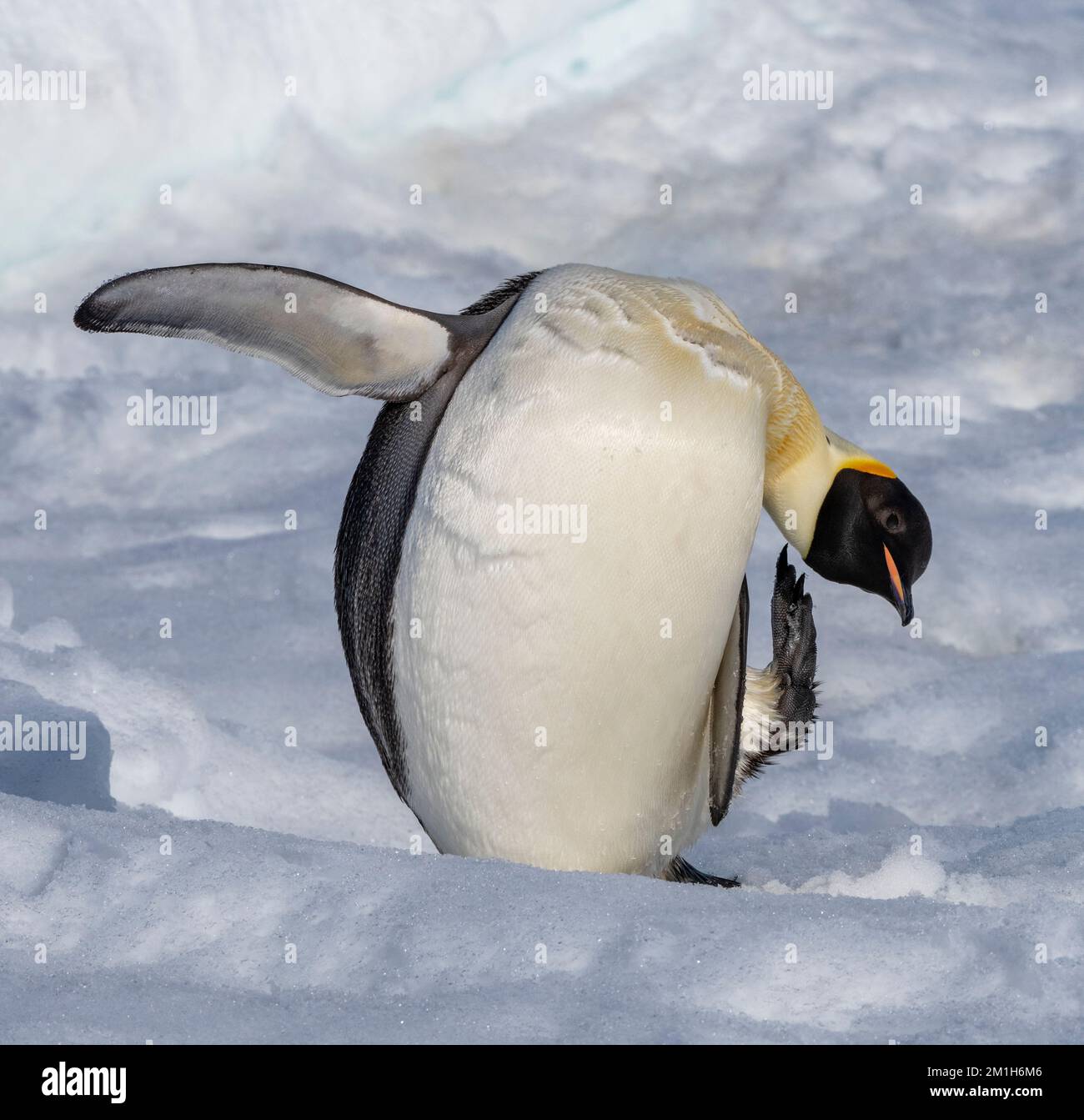 Antarctique, mer de Weddell, île de Snow Hill, colonie de Snow Hill. Pingouin empereur (Aptenodytes fosteri) Banque D'Images