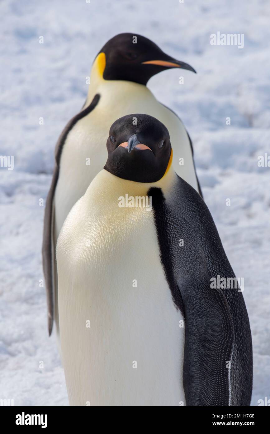 Antarctique, mer de Weddell, île de Snow Hill, colonie de Snow Hill. Pingouins d'empereur (Aptenodytes fosteri) Banque D'Images