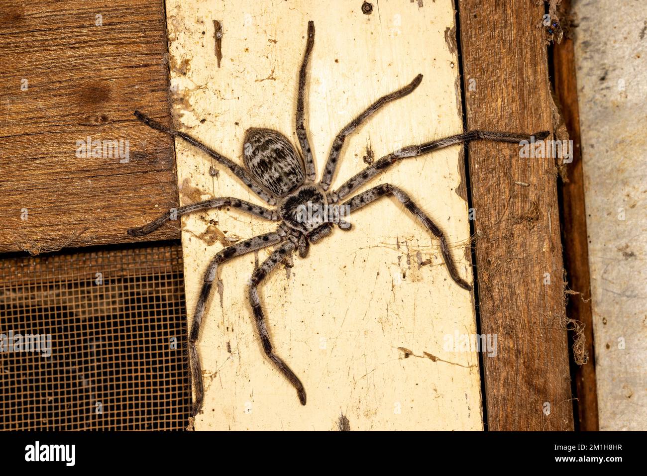 Grande araignée Huntsman sur le côté de la maison Banque D'Images