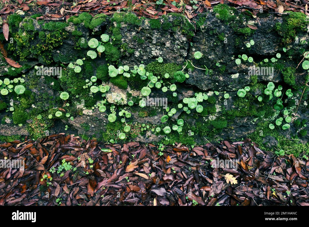 Feuilles vertes automnales et feuilles sèches rouges après la pluie en Sicile, Etna Park, Italie Banque D'Images