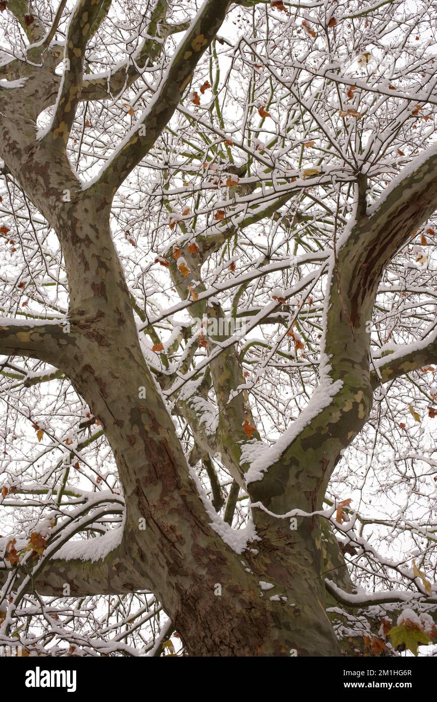 London plane Tree ou Platanus x hispanica recouvert de neige en hiver et montrant son écorce caractéristique qui s'écaille Banque D'Images