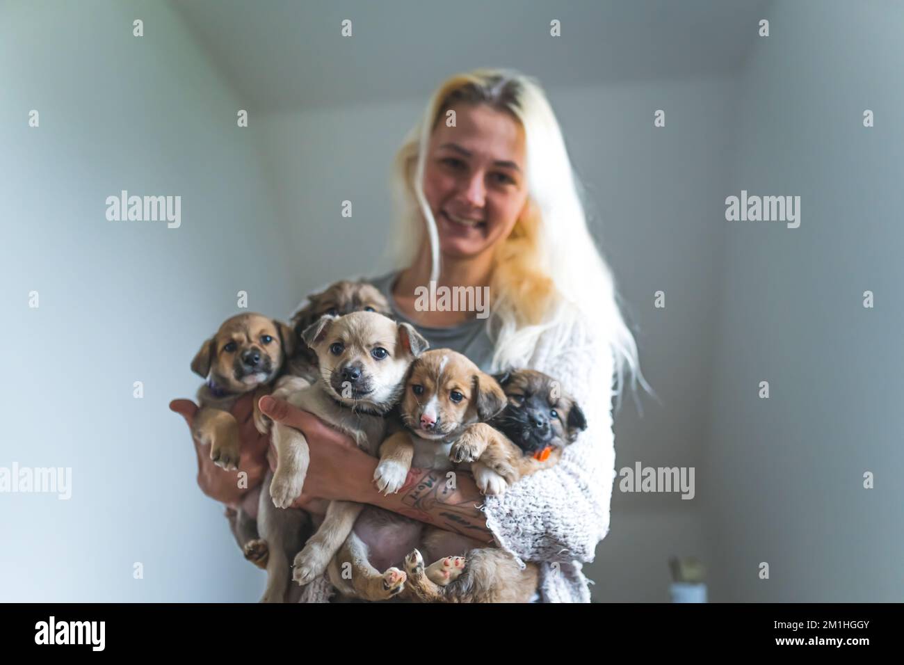 Concept d'adoption de chien. Jeune femme caucasienne adulte tenant cinq chiens de race mixte secourus dans ses bras. Concept de maison temporaire. Photo de haute qualité Banque D'Images