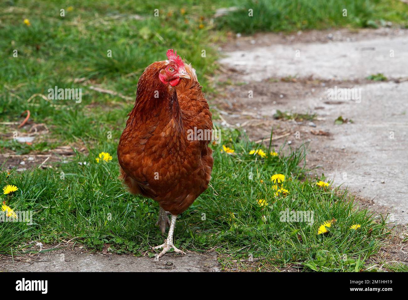 Poules {Gallus gallus}errant gratuitement dans une cour de grange Banque D'Images