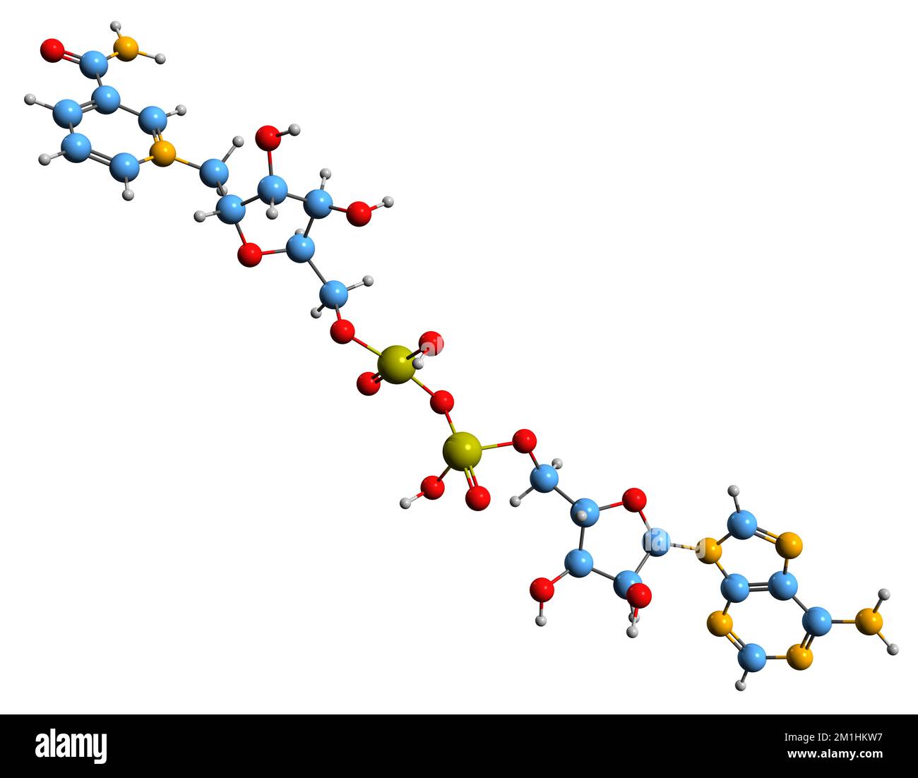 3D image de la formule squelettique de Nicotinamide adénine dinucléotide - structure chimique moléculaire de la coenzyme I isolée sur fond blanc Banque D'Images