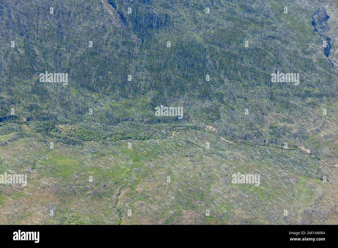 vue aérienne de la recroissance des feux de forêt Banque D'Images