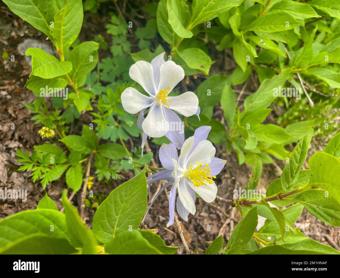Columbine Wildflowers dans le Colorado Banque D'Images