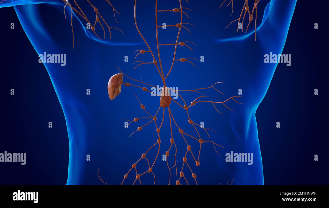 Lésion Humaine Ganglions Lymphatiques Anatomie Pour Le Concept Médical 3d Illustration Photo