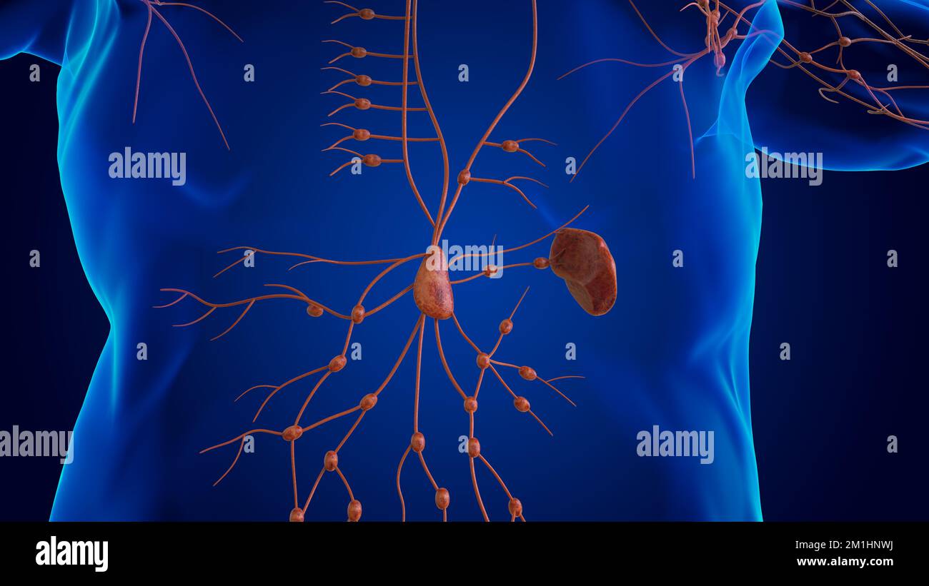 Lésion humaine ganglions lymphatiques anatomie pour le concept médical 3D illustration Photo