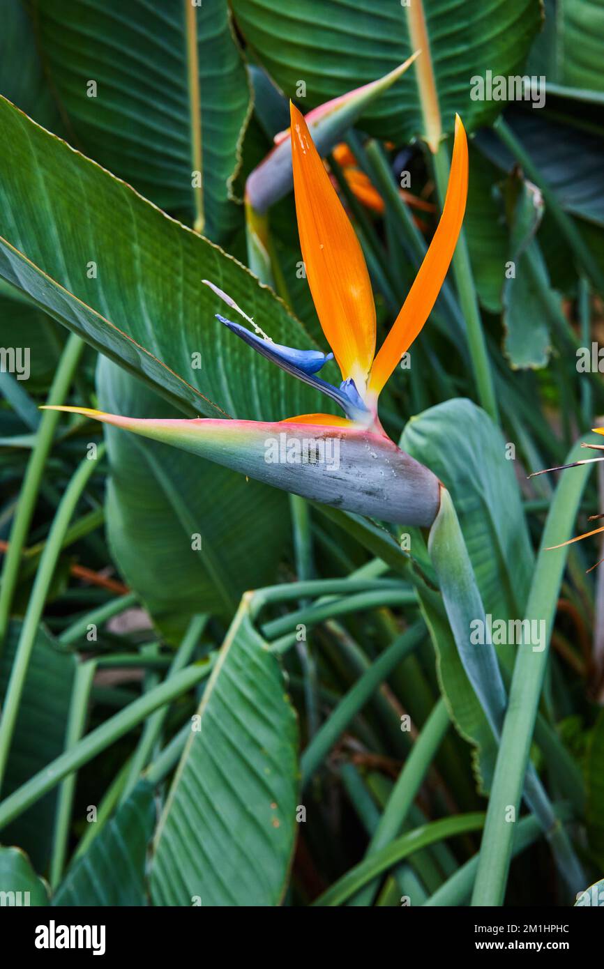 Détail vertical de la fleur de l'oiseau de paradis d'Orange Banque D'Images