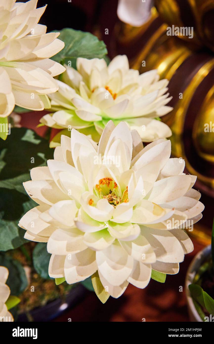 Détail des fleurs de lotus blanches autour des objets dorés Banque D'Images