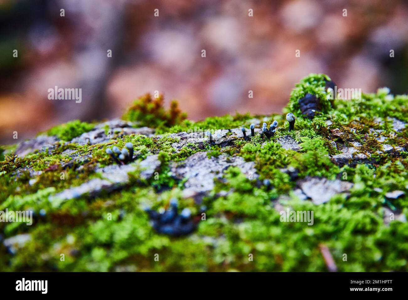 Macro petits champignons noirs craquant sur le bois couvert de mousse Banque D'Images