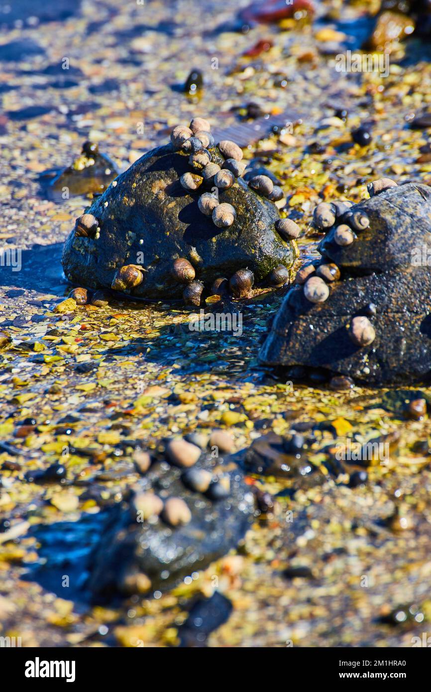 Détail de dizaines de petits escargots sur de petites roches sur la côte Banque D'Images