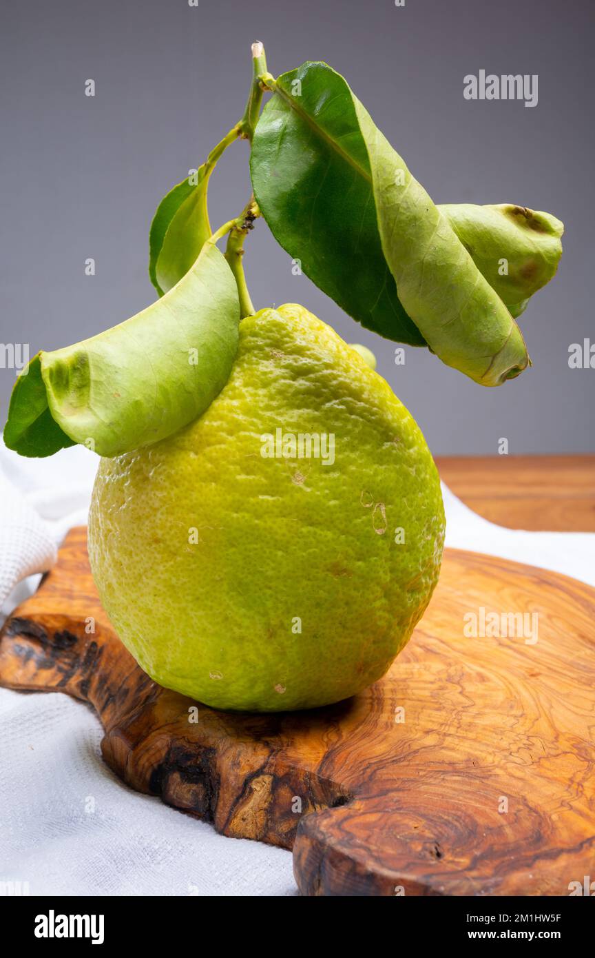 Cédrate de citron-citron ou Citrus medica, grands agrumes parfumés avec de la croûte épaisse utilisés pour faire de la limonchello italienne Banque D'Images