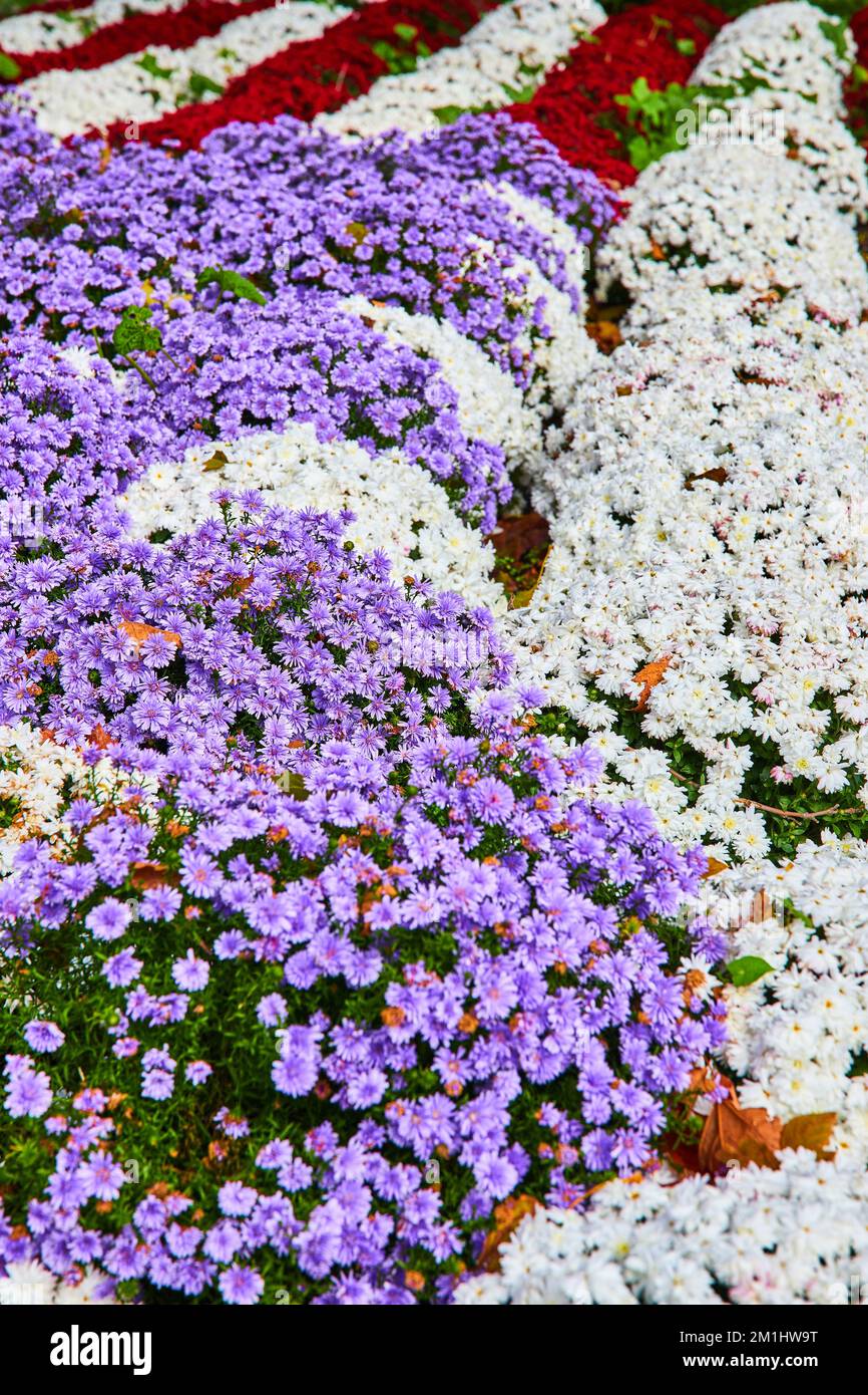 Motif floral de couleur drapeau américain violet, blanc et rouge Banque D'Images