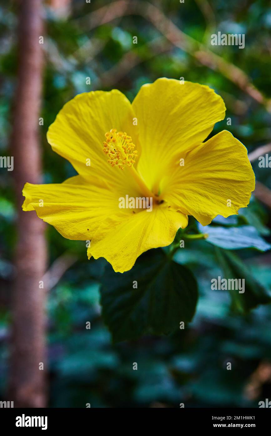 Détail de la belle fleur jaune en pleine fleur dans la forêt Photo Stock -  Alamy