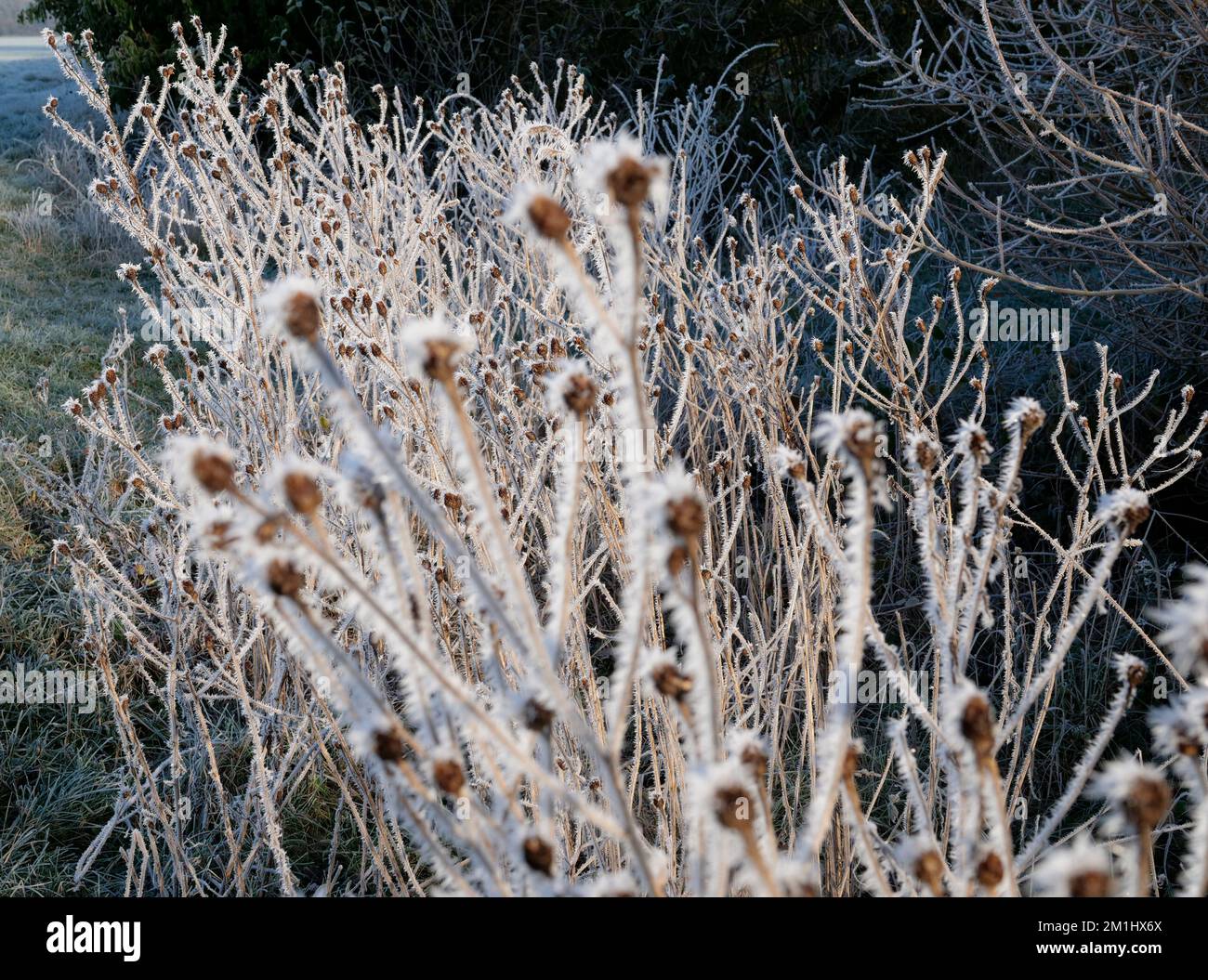 Scène de paysage de Hoarfrost, paysage de Hoarfrost sur un matin glacial d'hiver, Suffolk, Angleterre, Royaume-Uni Banque D'Images