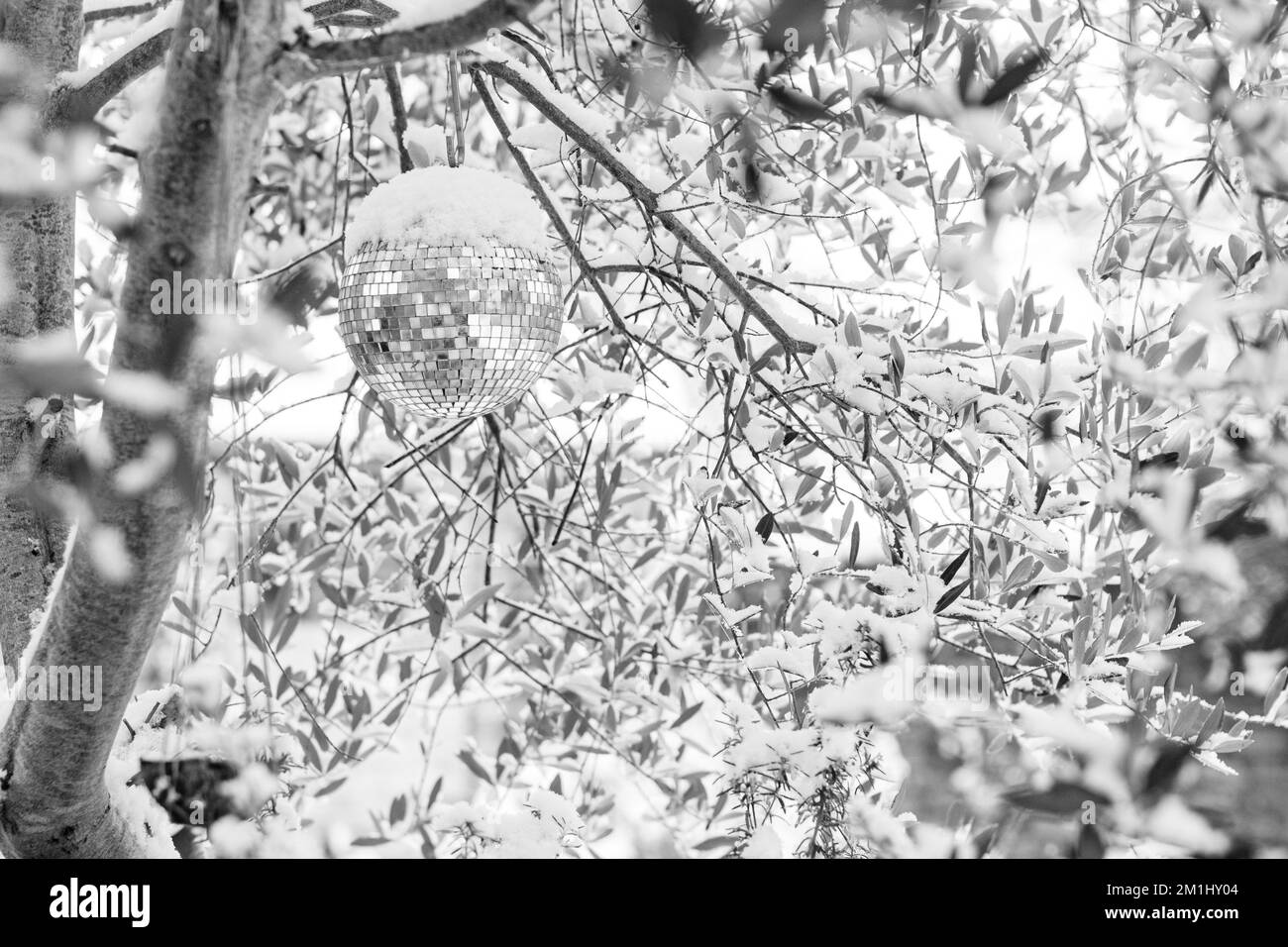 Gros plan d'une boule scintillante dans un olivier recouvert de neige pendant un joli hiver. Banque D'Images