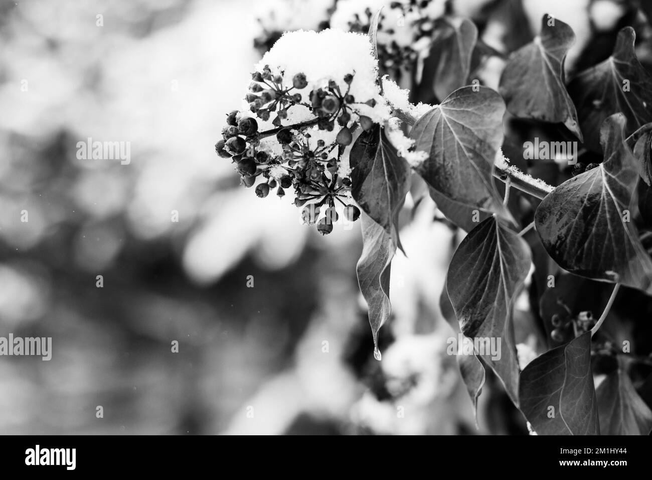 Images en noir et blanc de plantes enneigées, d'arbres et de paysages Banque D'Images