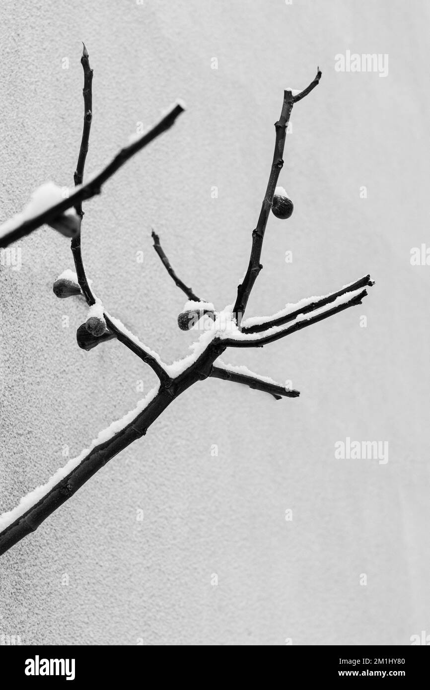 Images en noir et blanc de plantes enneigées, d'arbres et de paysages Banque D'Images