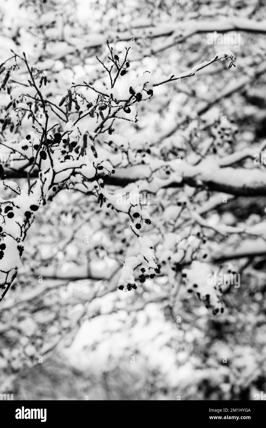 Paysages d'hiver et plantes recouvertes de neige lors d'un pic de froid en Grande-Bretagne. Banque D'Images