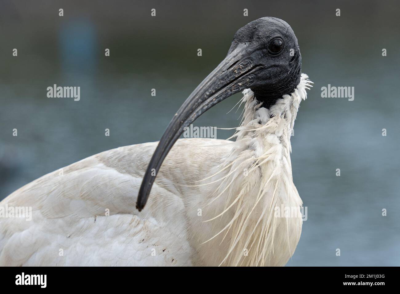 Ibis Bird Turning ITt's Head avec Un fond d'eau Banque D'Images