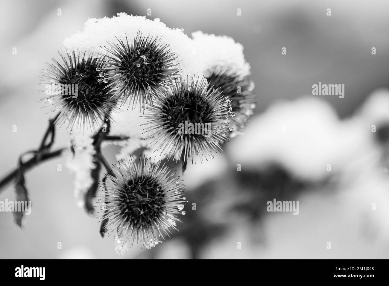 Images en noir et blanc de plantes enneigées, d'arbres et de paysages Banque D'Images