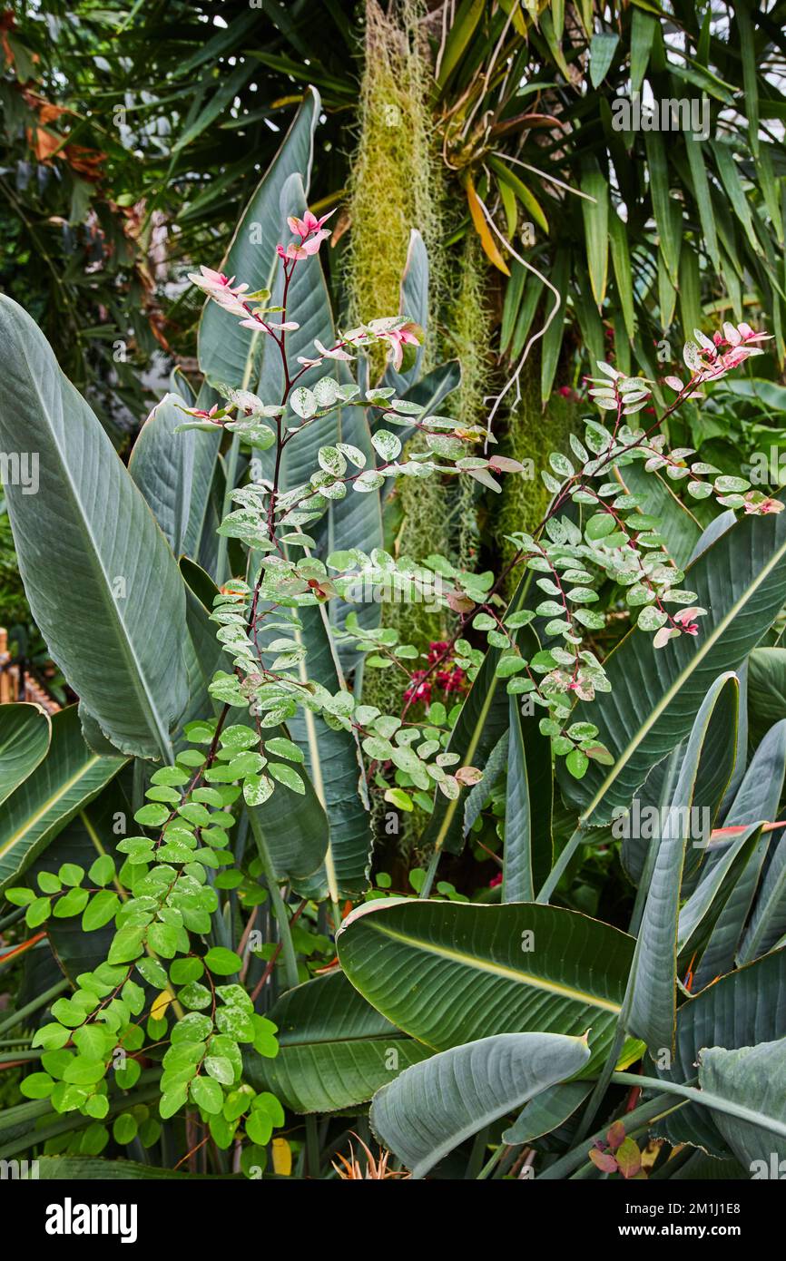 Une zone de plantes uniques à la forêt tropicale avec de la mousse Banque D'Images