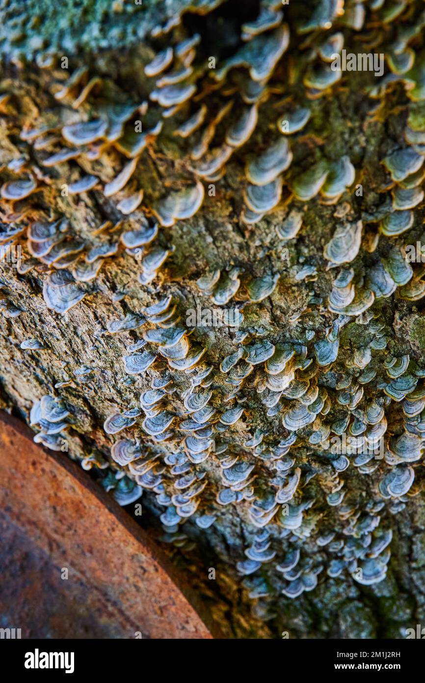 Bois couvert de centaines de champignons minuscules Banque D'Images