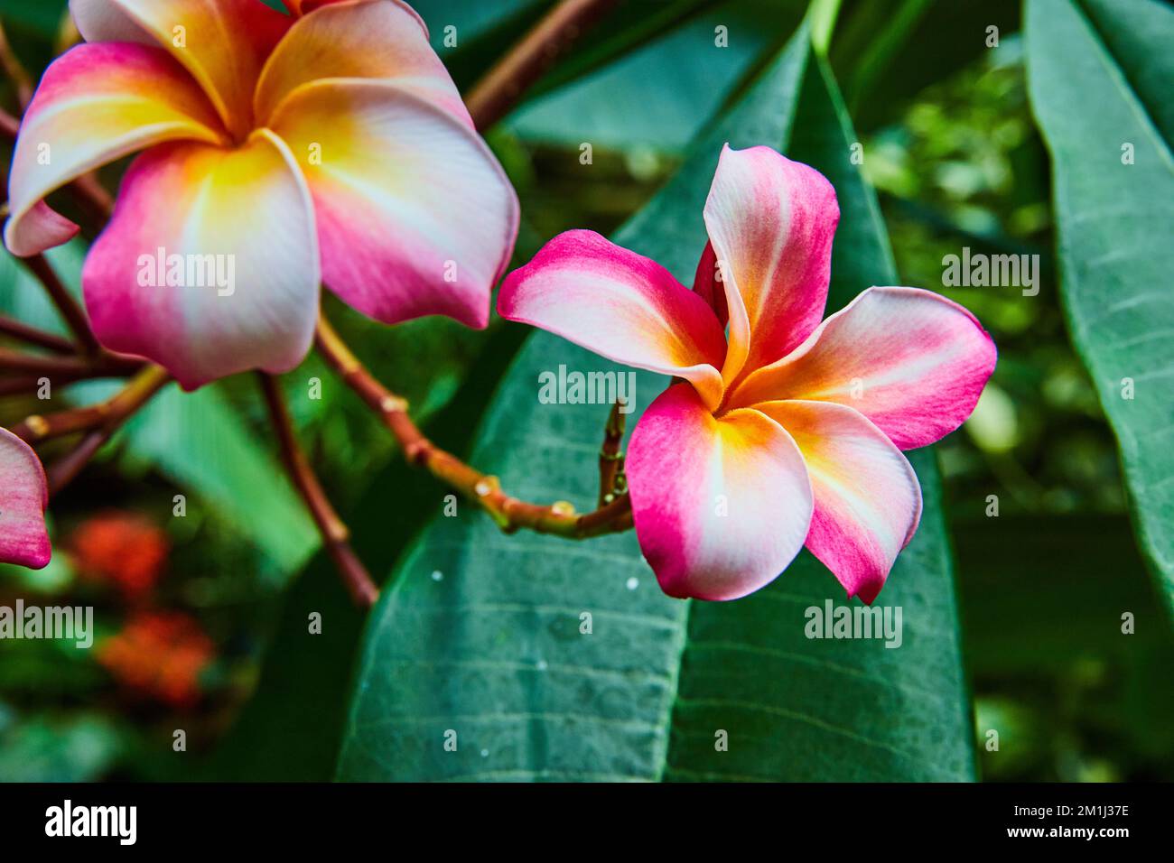 Rapprochez-vous de deux fleurs colorées de la forêt tropicale rose, blanche et orange Banque D'Images