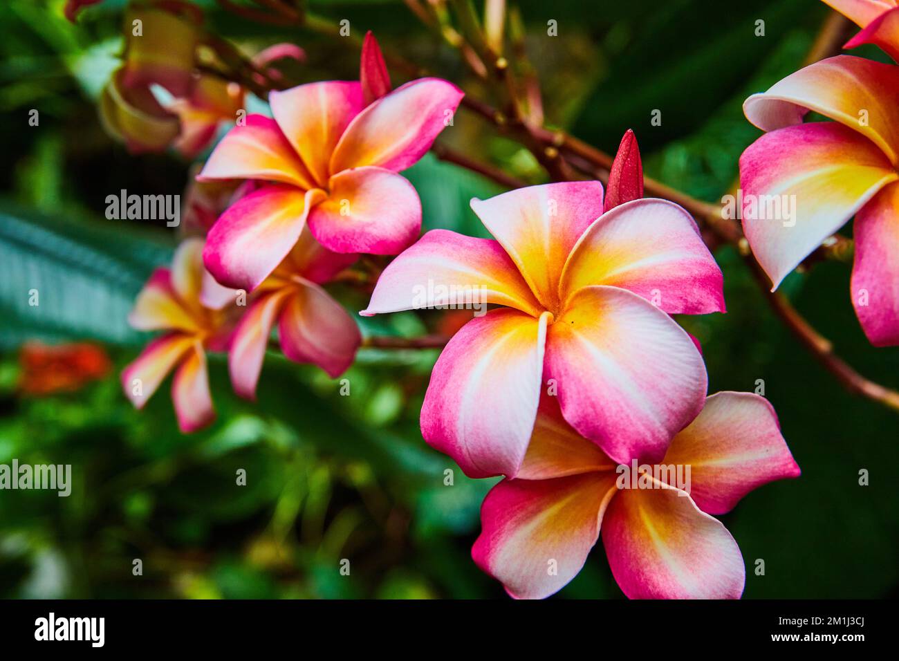 Fleurs de forêt tropicale rose, blanche et orange en détail Banque D'Images