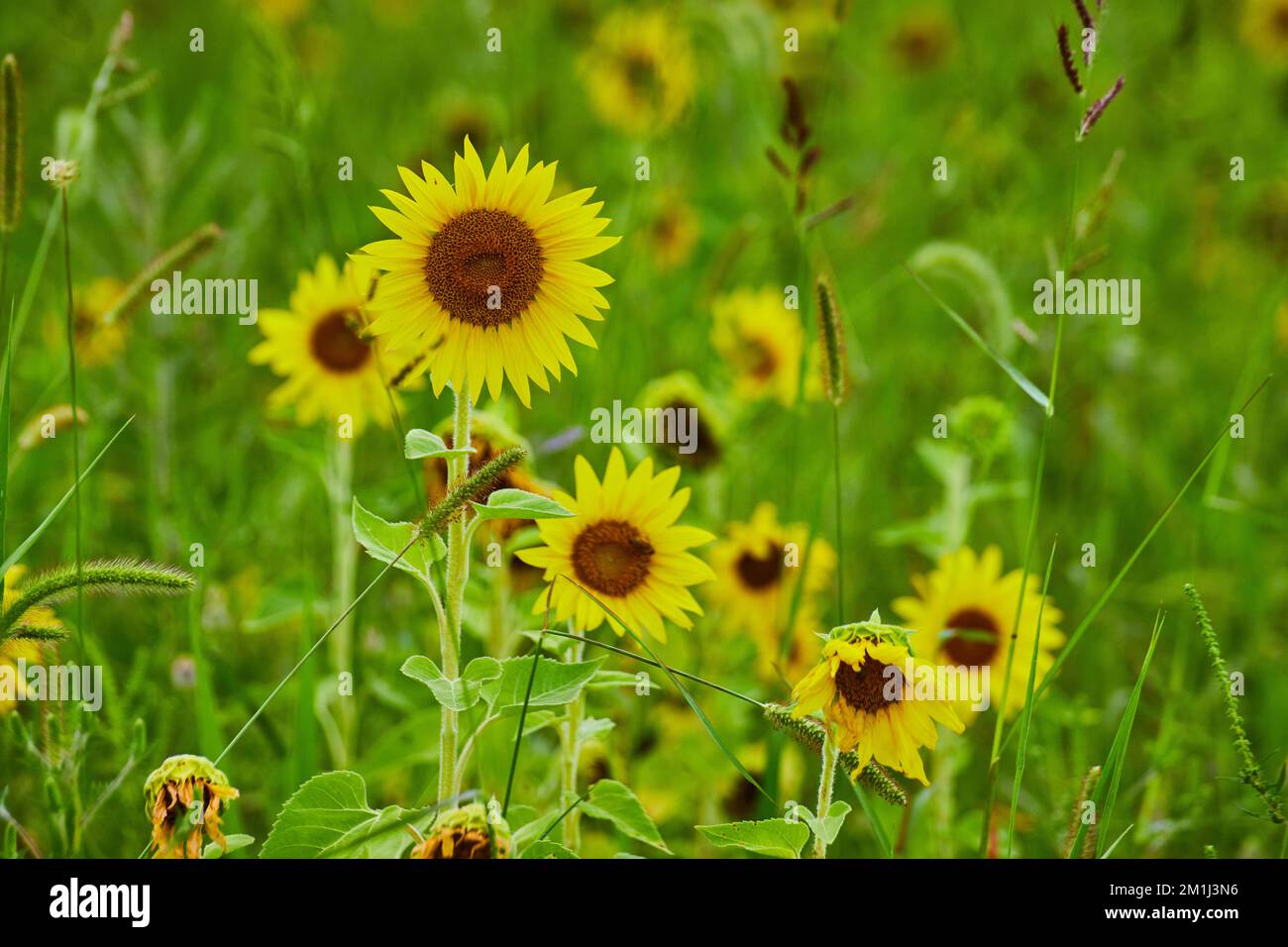 Bouquet de tournesols dans le détail avec des jaunes éclatants Banque D'Images