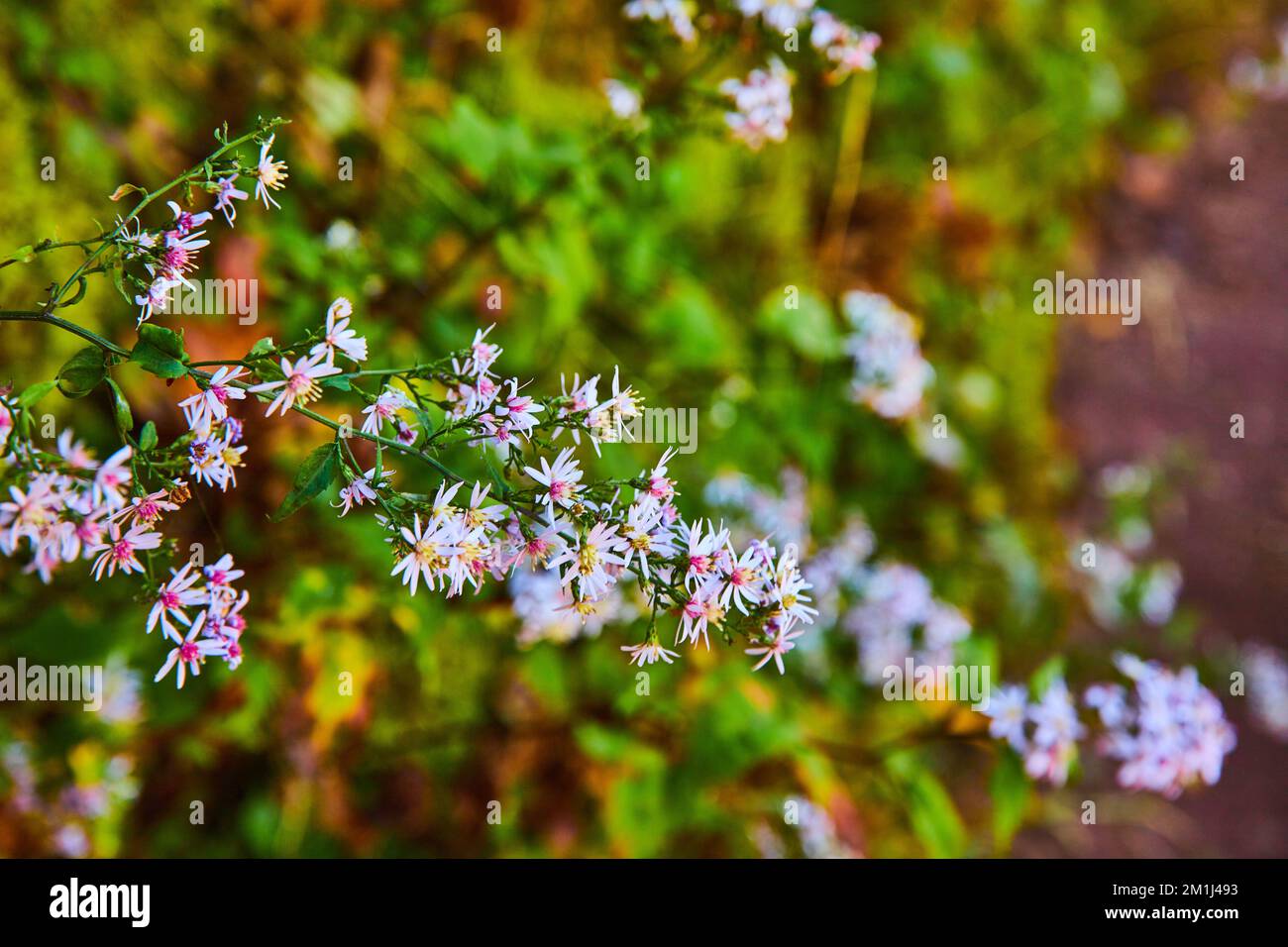 Détail de petites fleurs de champ sur le mur avec fleurs blanches et roses Banque D'Images