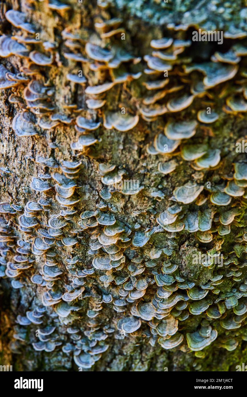Des centaines de petits champignons verts couvrant le bois Banque D'Images