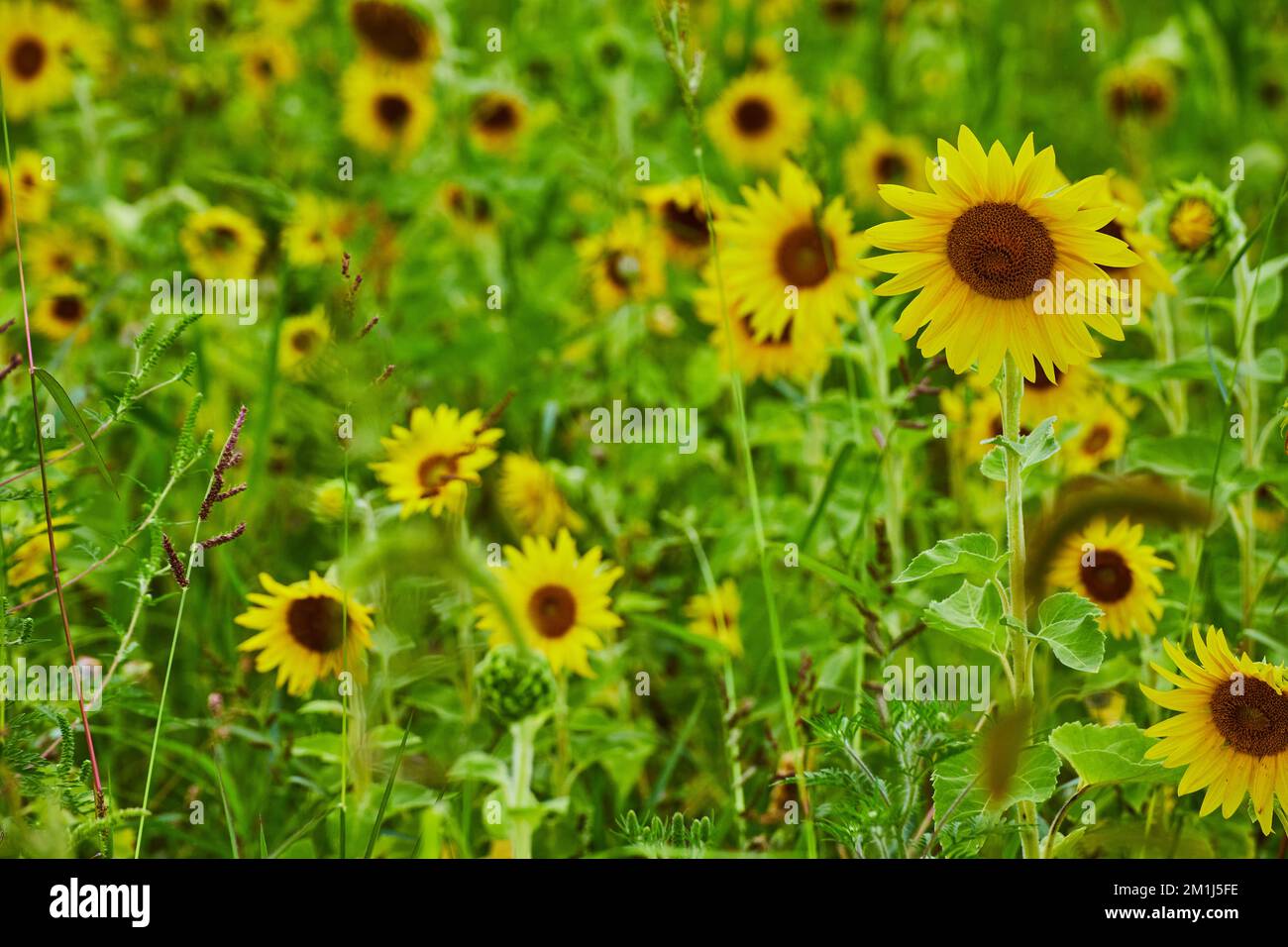 Champ d'été de fleurs de tournesol sans fin avec des jaunes vibrants Banque D'Images