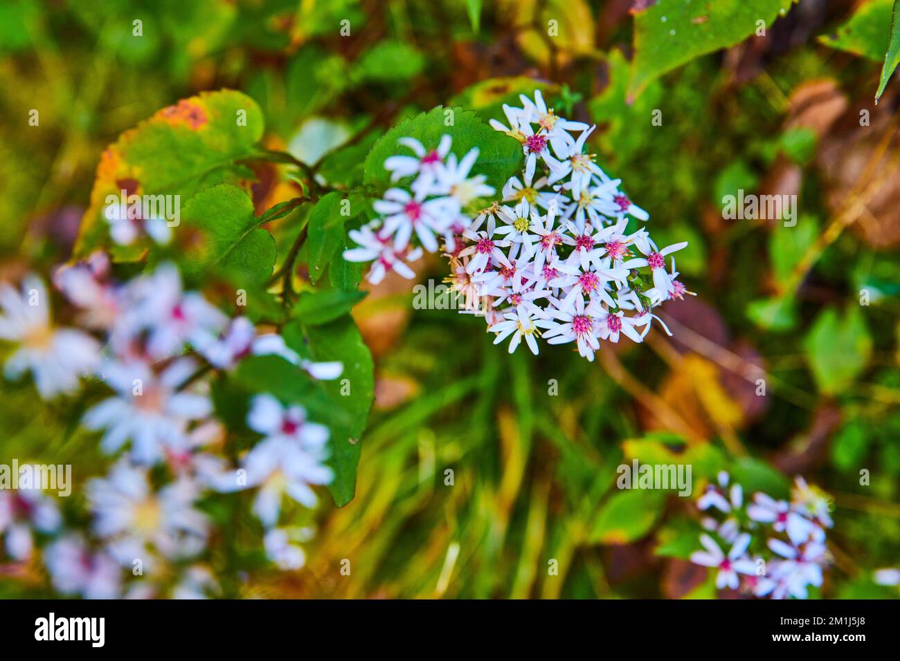 Petites fleurs de champ blanc et rose en détail Banque D'Images