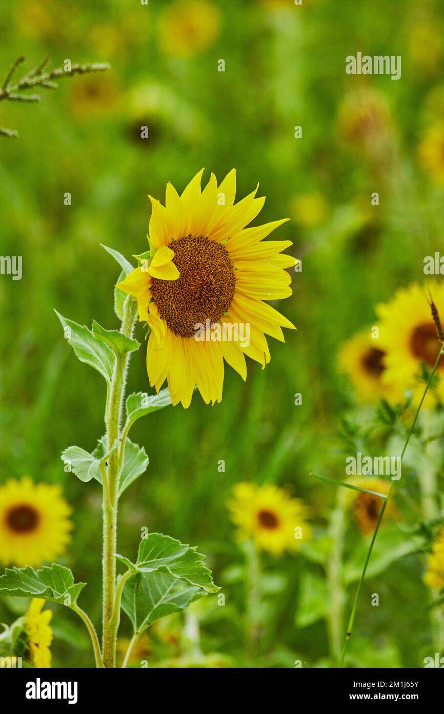 Jeune plante de tournesol dans le champ entouré de fleurs Banque D'Images