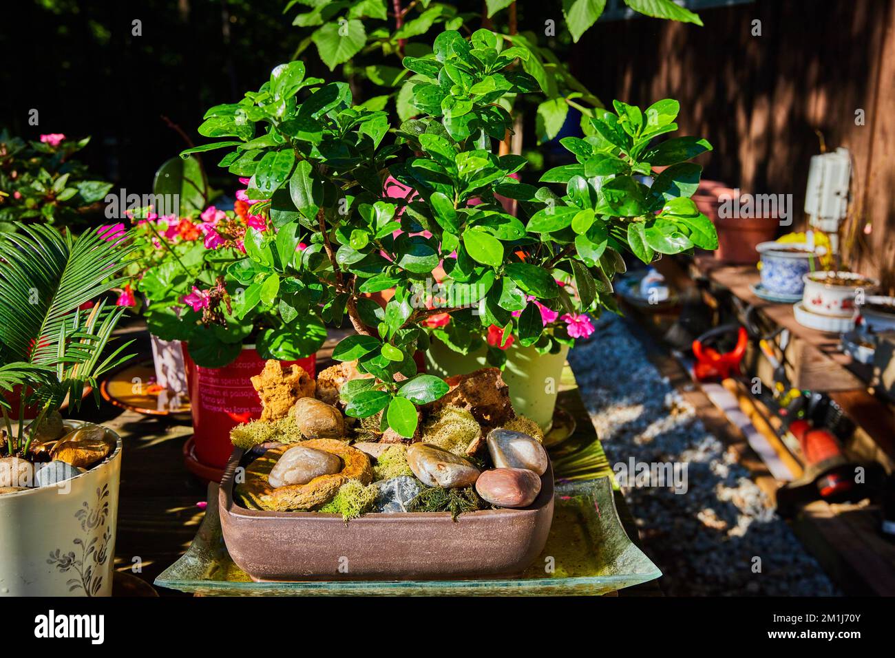 Table avec jardin zen simple de plantes en pots Banque D'Images